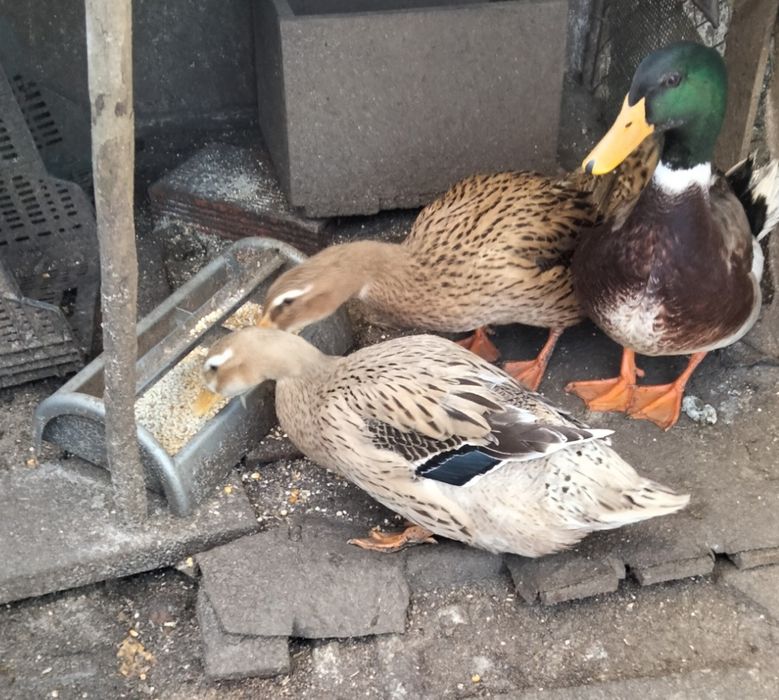 Patos e Patinhos Rouen