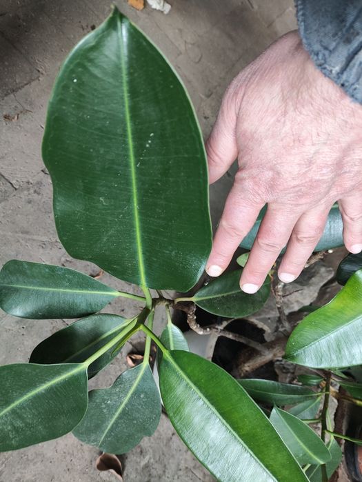 Фикус  большой .