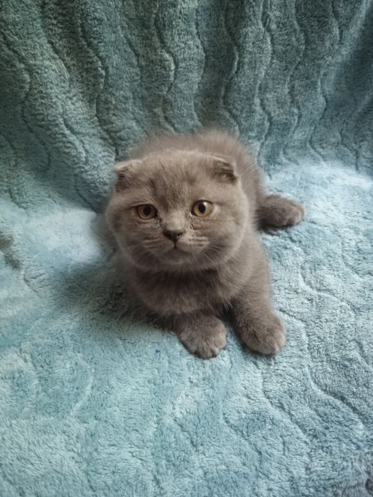 Шотландські кошенята