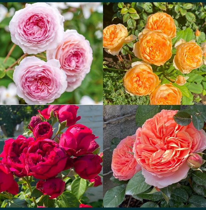 САДОВНИК- все садовые работы;обработка и обрезка фруктовых и винограда