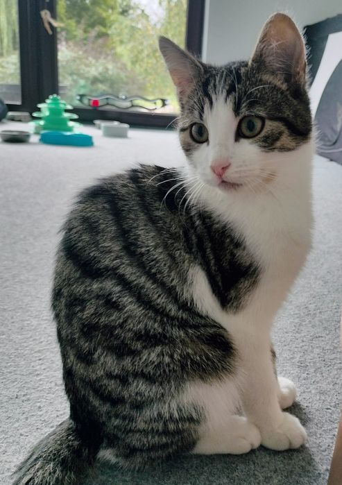 Kotki szukają domów