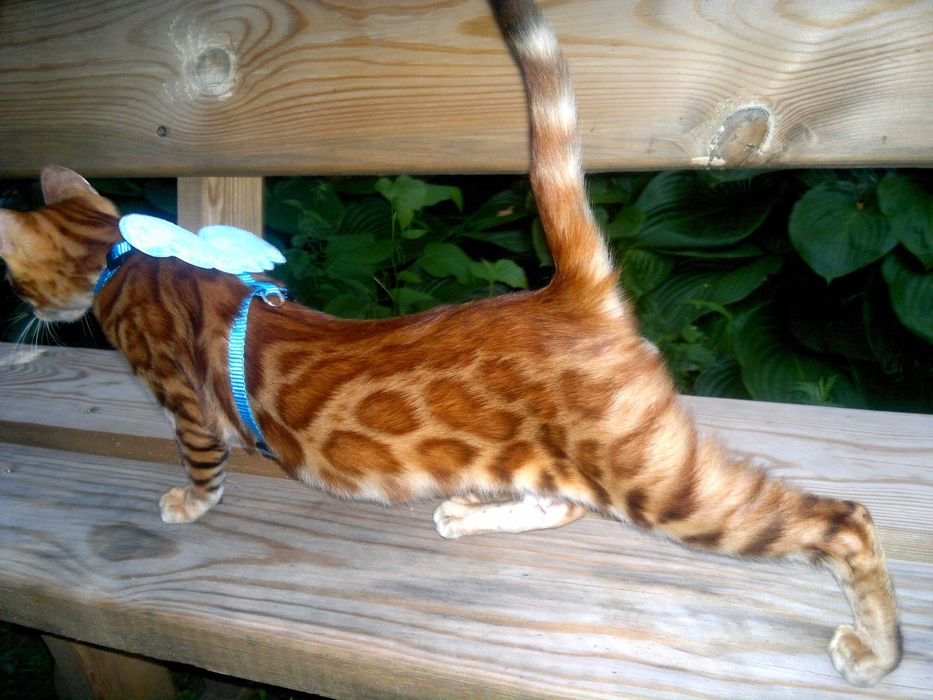 Лагідний BENn24 бенгальський хлопчик любимчик чи в розведення