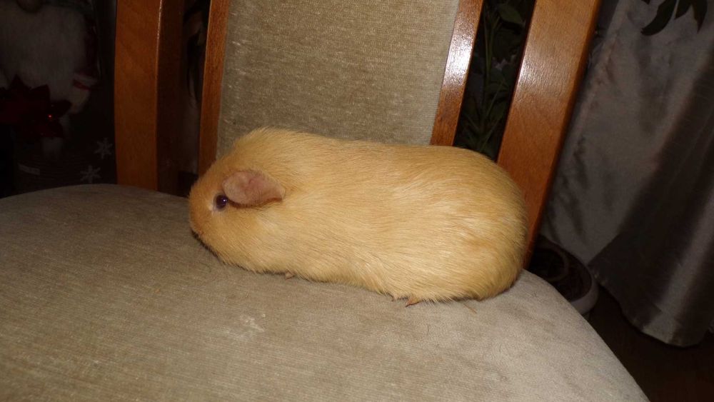 świnki  morskie rasowe gładkie  CREME, RUDE