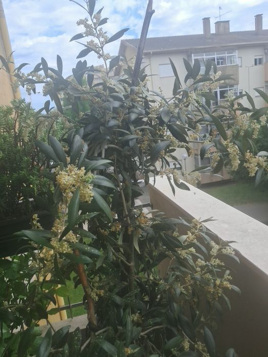 50 € Vendo oliveira  altura 1m e 60 e tal cm