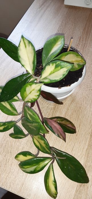 Хойи взрослые растения