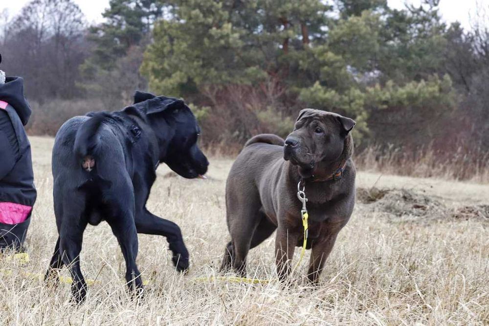 Shar pei dla doświaczonych opiekunów