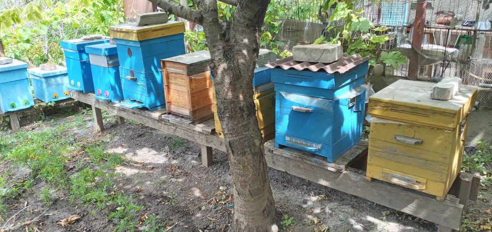 Пчёлосемьи, улики