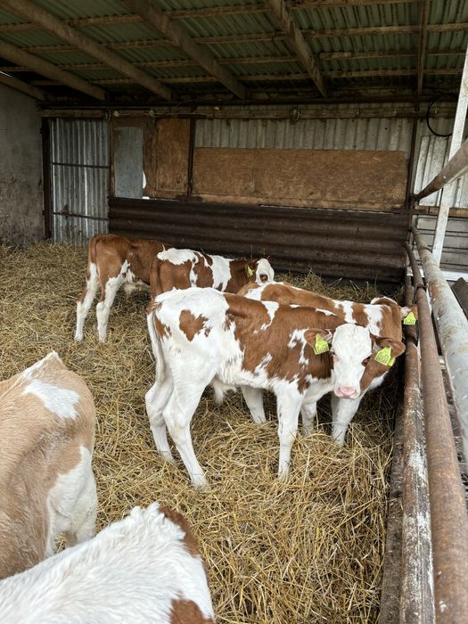 Sprzedam byki i jalowki