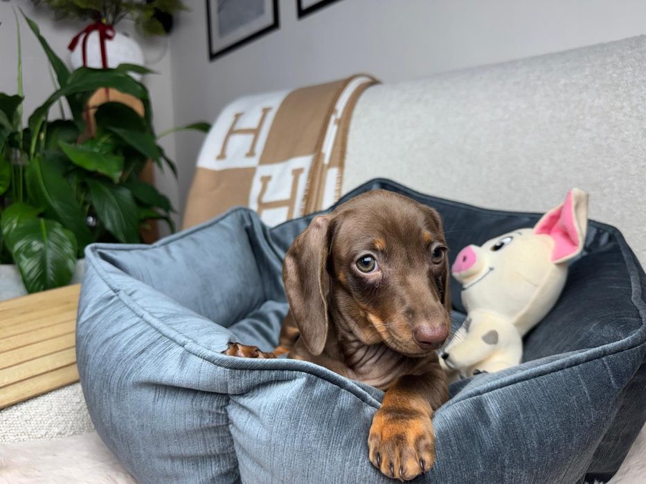 jamnik miniaturowy piesek choco tan