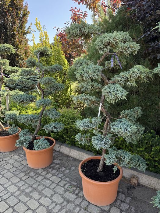 Jałowiec formowany BONSAI