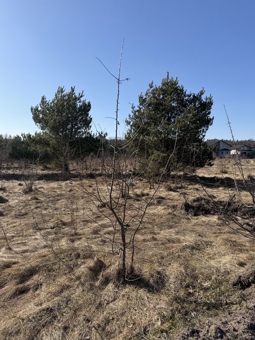 Оліївка вул Вишпільська продаж ділянки 8 с під забудову