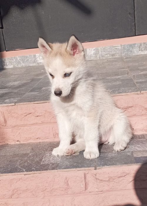 Цуценята сибірської хаскі