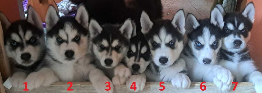 Husky szczenięta z rodowodem sprzedam