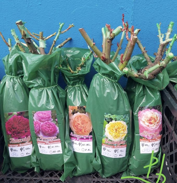 Продам саджанці троянд #гурт #опт