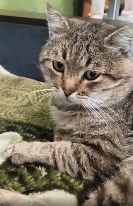 Котик Гоша породний потрібна родина