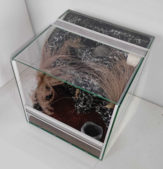 Terrarium dla ptasznika, TW49ST, AquaWaves
