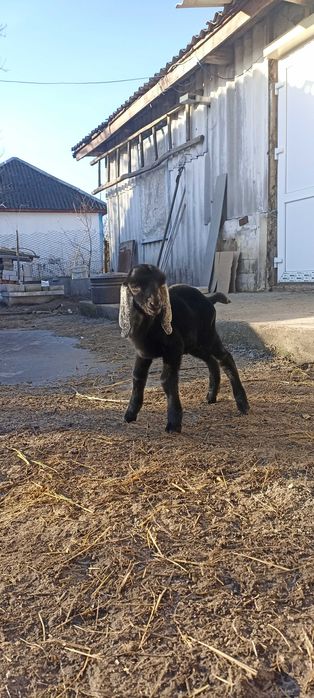 Англонубійський козлик продається