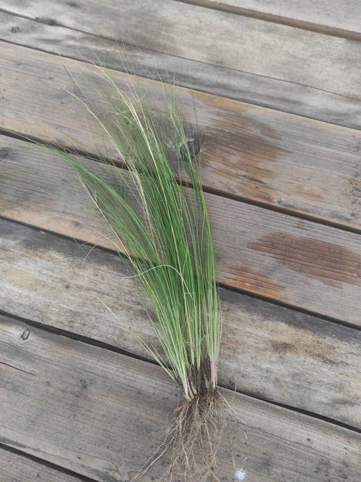 Stipa sadzoni ostnica ponny tail