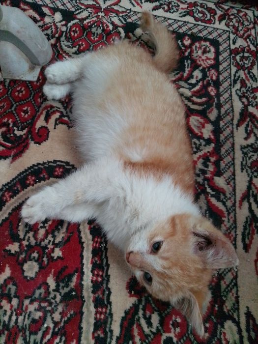 Безкоштовно,в хорошу сім'ю!