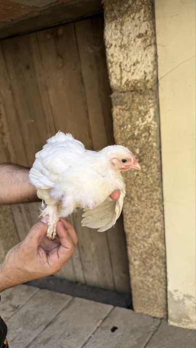 Ayam  Cemani Malines, Leghorn, Jersey, Cornish, La Bresse e Pedrês | Ovos, pintos e aves