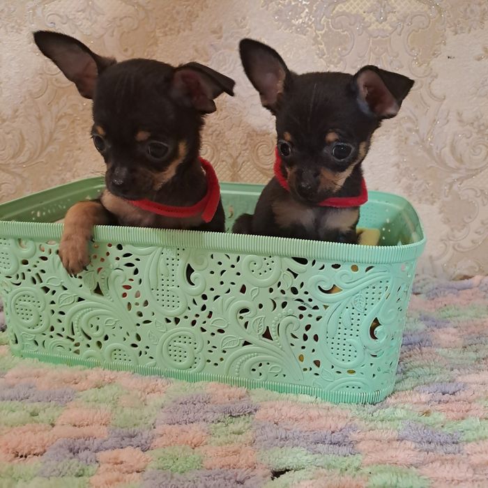 Мини девчонки чихуахуа