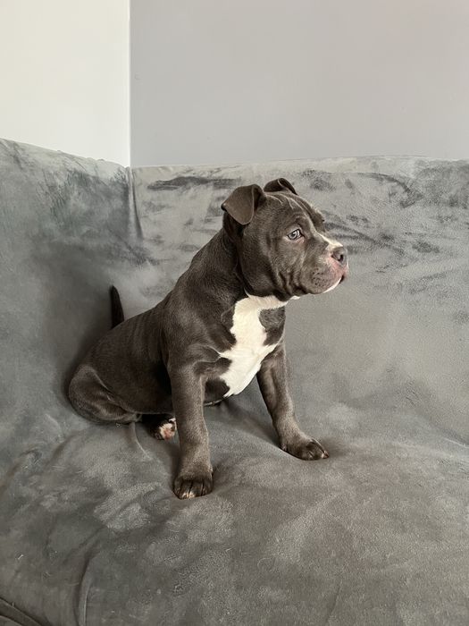 Suczka rasy American Bully