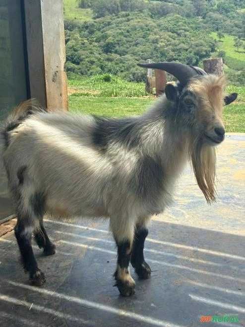 Família de Mini Cabras