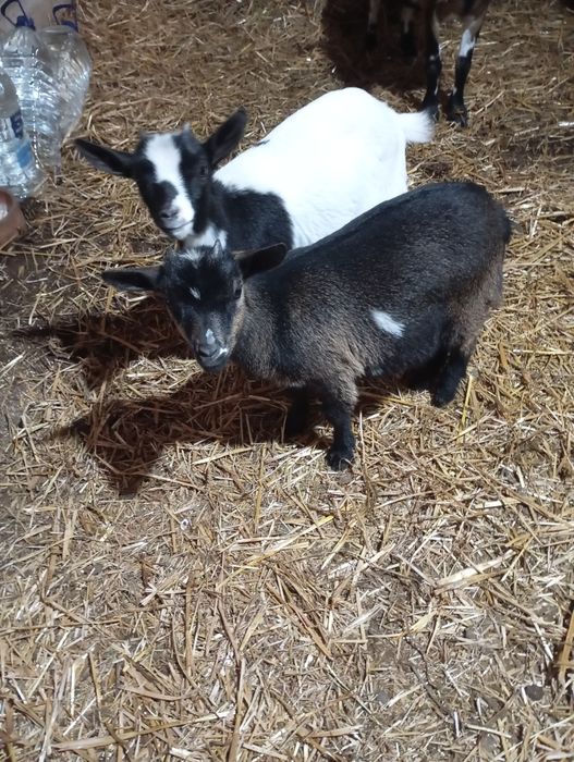 Cabras anãs lindas