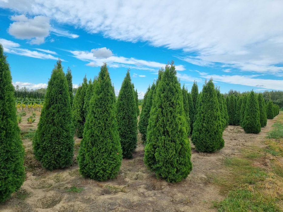 Tuja szmaragd 300 cm, żywotnik zachodni ,,smaragd", Thuja occidentalis