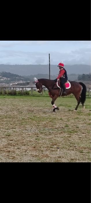Cavalo trotador frances puro
