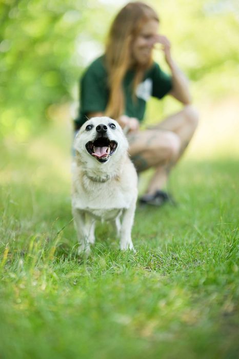 Kajtek - pies o złotym sercu szuka kochającego domu!