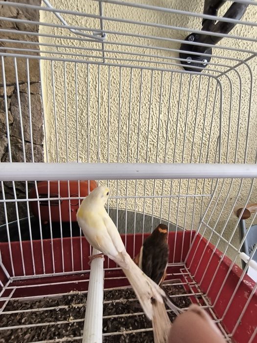 Cedo canários machos a cantar, com várias cores