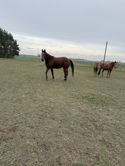 Klacz typ szlachetny