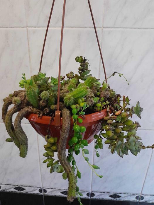 Кактус сукуленти