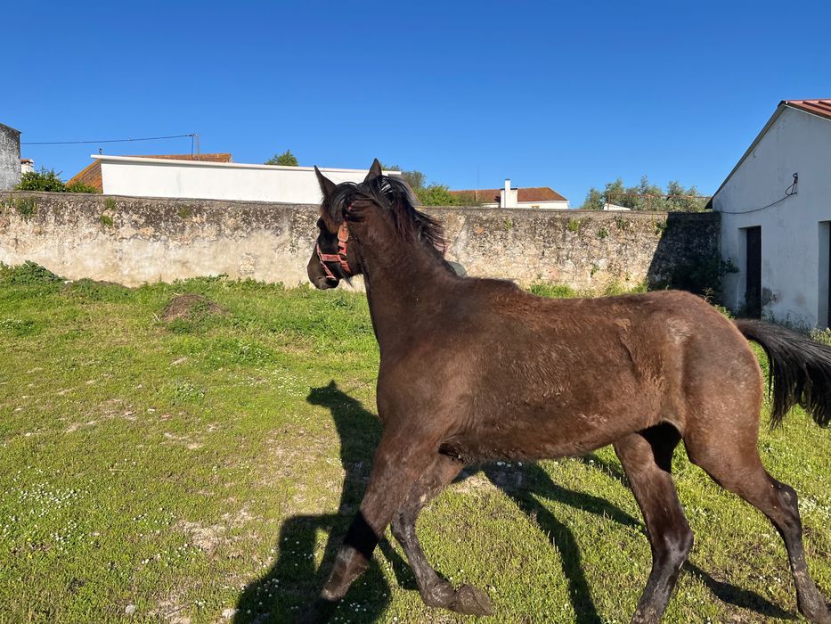 Única - Poldra Puro Sangue Lusitana com 1 Ano - Excelentes Linhas