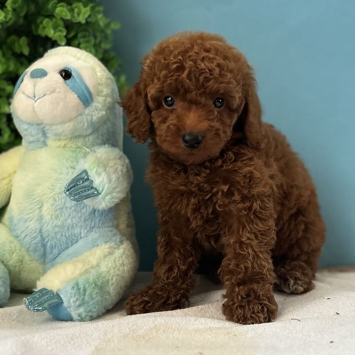 ляльковий хлопчик у забарвленні Red Braun