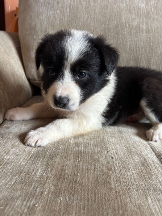 Border collie suczka