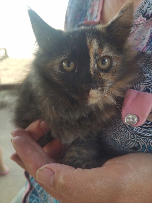 Киця котик безкоштовно