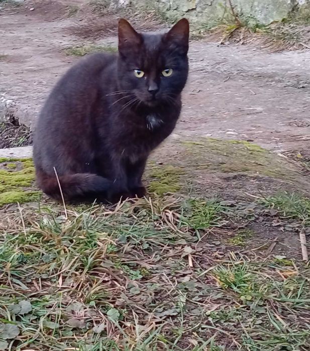 Dwa małe 5 miesięczne kotki