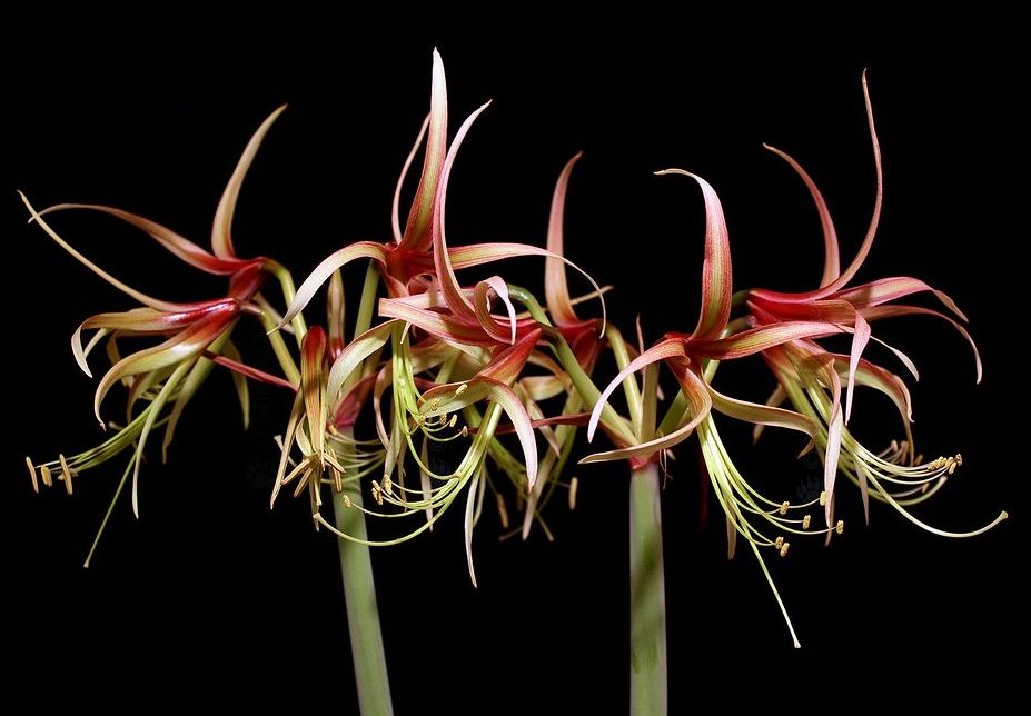 Гиппеаструм- луковицы.