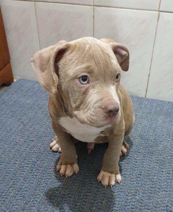 American bully standard