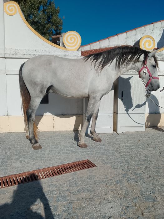 Duas éguas  e dois cavalos