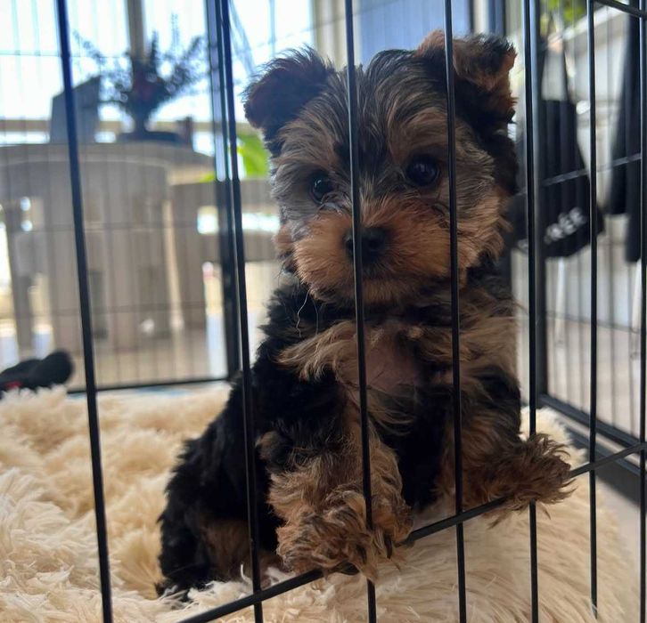 Lindo cachorro Yorkshire Terrier