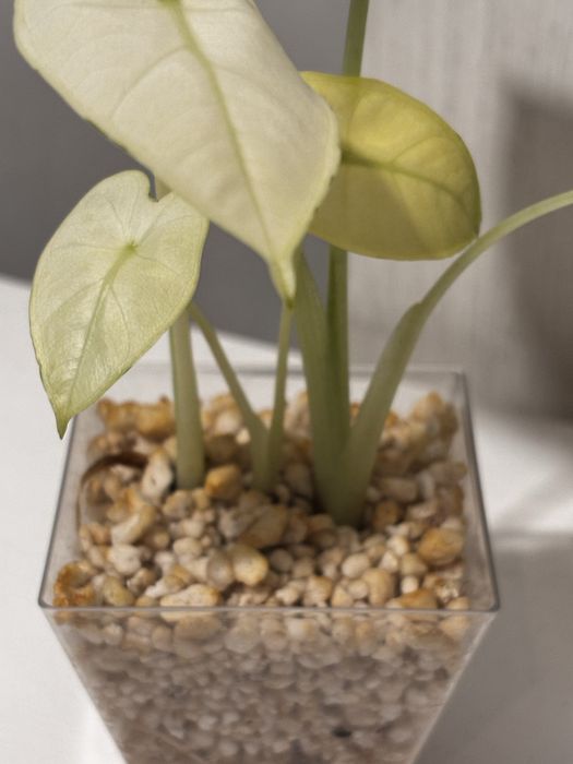 Alokazja frydek variegata