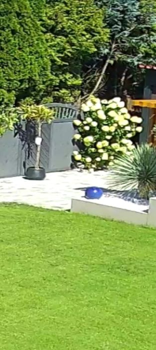 Hortensja  bukietowa 2metry