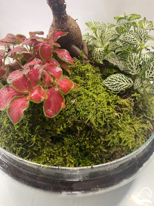 Terrario vidrio plantas naturais