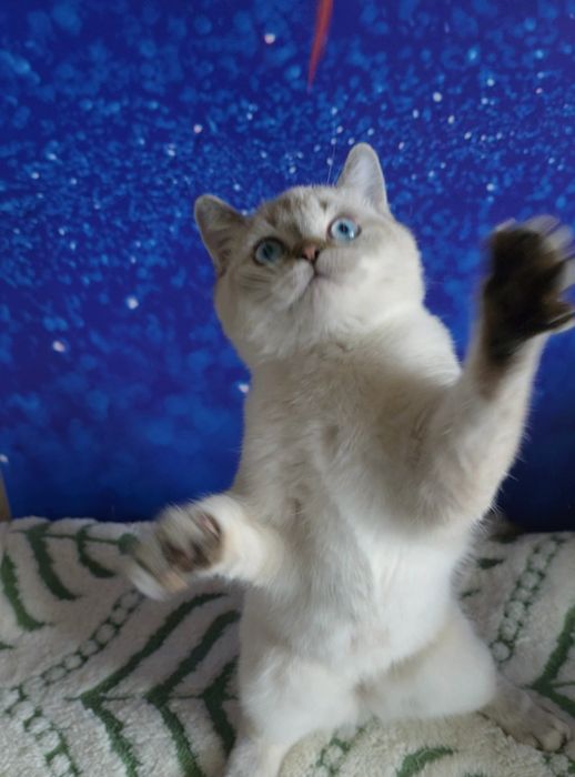 Шотландский  хлопчик