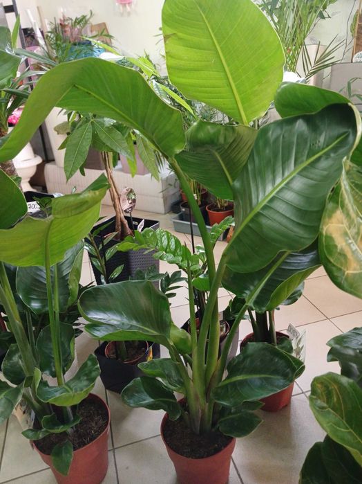 Квіти для інтерєру. Стреліція Миколая.