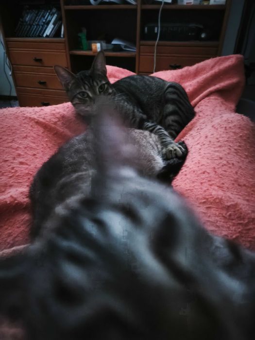 Para dar 2 gatinhos com 1 ano