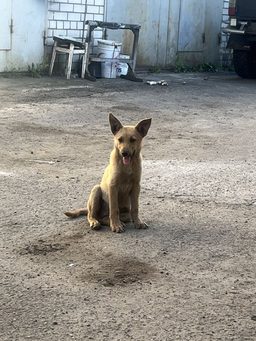Шукаємо дім маленькому собаці.